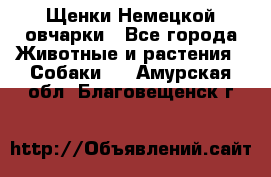 Щенки Немецкой овчарки - Все города Животные и растения » Собаки   . Амурская обл.,Благовещенск г.